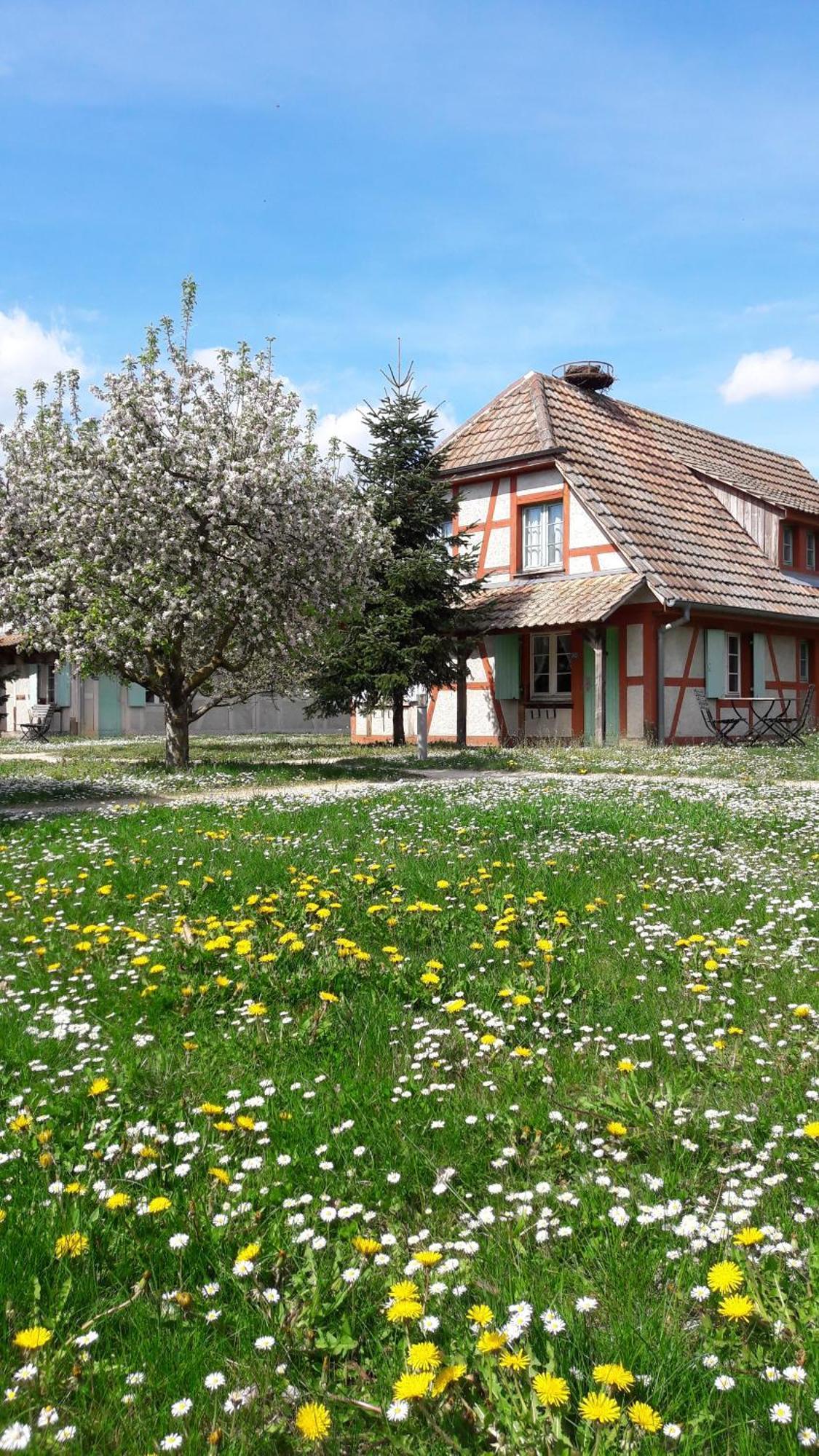 Les Loges De L'Ecomusee D'Alsace ウンガースハイム エクステリア 写真